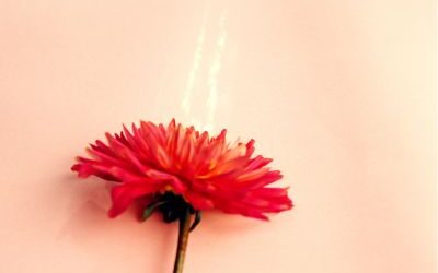 La Glaire Cervicale : Guide Complet pour Comprendre Ton Cycle et Ta Fertilité